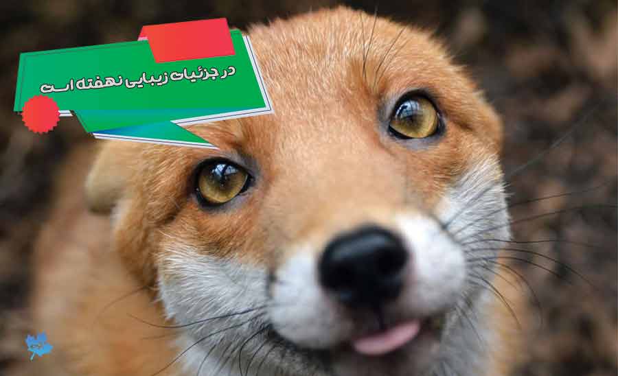 پردازنده XR همانند چشم انسان