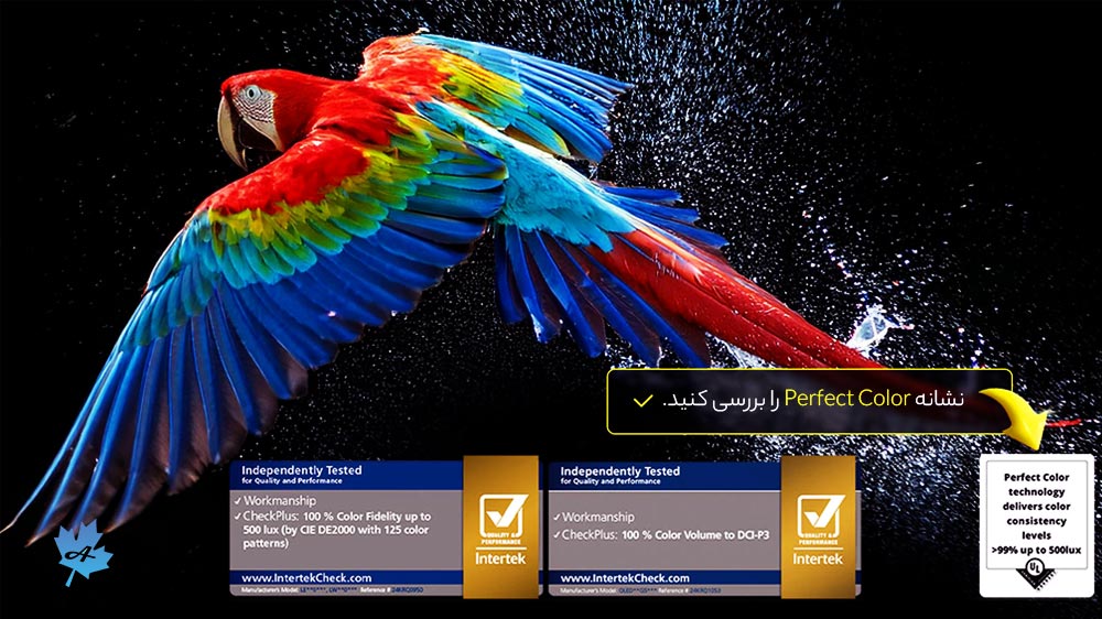 یک طوطی رنگارنگ با فناوری Perfect Color در تلویزیون lg c5